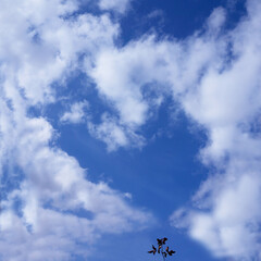 Cloud in the form of heart against the blue sky and Branch