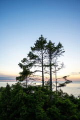 Vibrant sundown over ocean with pine trees in foreground