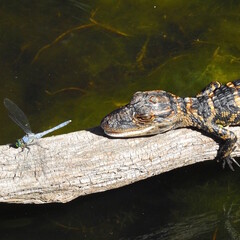 baby alligator resting on a branch above lake water looking at a bright blue and green dragonfly