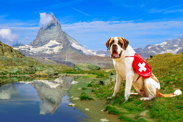 St. Bernard rescue dog standing in Zermatt, Canton of Valais, Switzerland, with Mount Matterhorn or...
