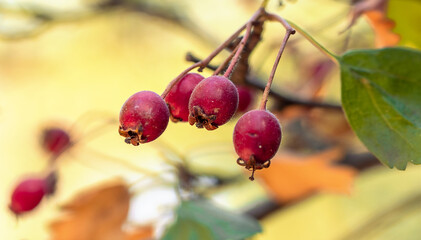 Red berries in the forest on a blurry background
