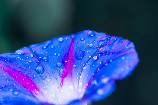 Blue flower with dew drops