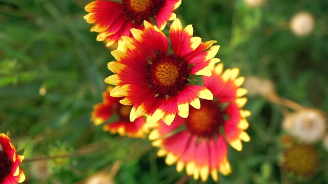 Slow panning view of bright, vividly colorful Indian Blanket flowers - isolated close up
