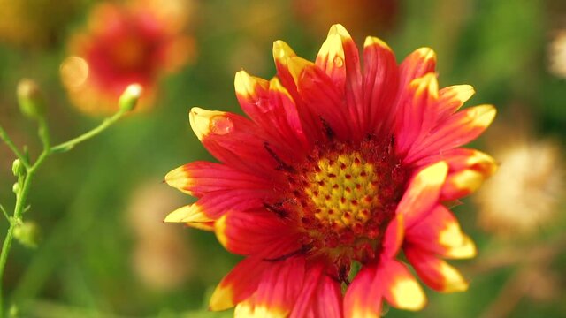 Close up view of Gaillardia Pulchella flowers and seedpods in a natural wildflower botanical garden