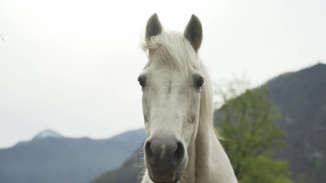 Close up portrait of beautiful white color horse moving his head.