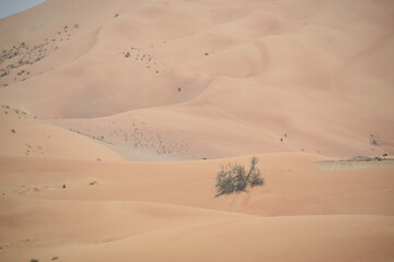 Landscape of sand dune and grass