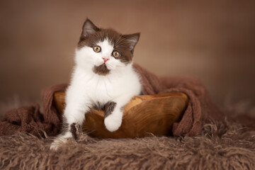 Britisch Kurzhaar Langhaar Kitten Katzenkind 