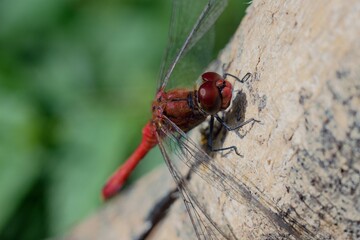 Ruddy darter Male
