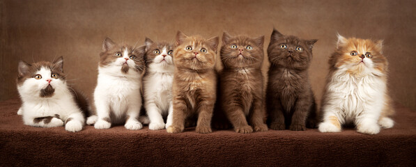 7 niedliche Kitten, Britisch Kurzhaar und Langhaar
