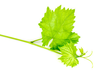 Green grape leaves isolated on white