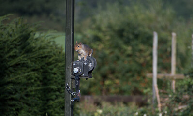Obraz premium A single grey squirrel perched on a feeding station mechanism with greenery in the background. 