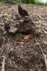 Krokodil-Baumwurzelstück