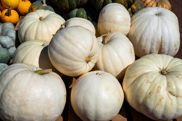 lumina pumpkin heap of gray pumpkins on a farmers market, decorative autumn vegetable for halloween and thanksgiving