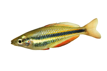 Aquarium fish banded rainbow fish  Melanotaenia trifasciata
