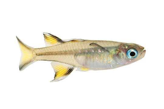 
Pacific blue-eye Aquarium Fish Tropical Rainbow Fish Pseudomugil Signifer	
