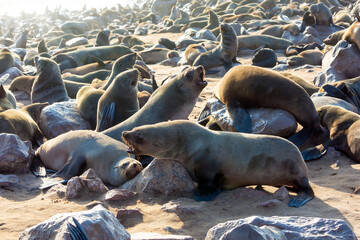  African fur seal rookery