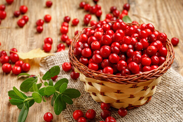 Basket with wild autumn forest berry - lingonberry