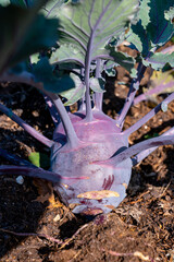 Organic purple kohlrabi cabbage growing in garden ready to harvest