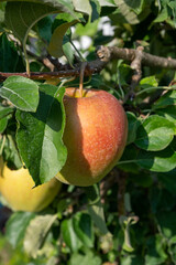 Large sweet braeburn apples ripening on tree in fruit orchard