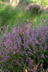 Obraz premium Green lung of North Brabant, pink blossom of heather plants in Kempen forest in September, the Netherlands