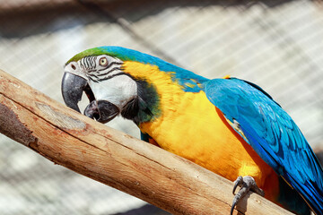 portrait of a blue yellow macaw ara on a branch  © kgo3121
