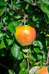 Large sweet braeburn apples ripening on tree in fruit orchard