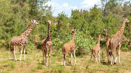Naklejka na ściany i meble Family of giraffes in the savannah