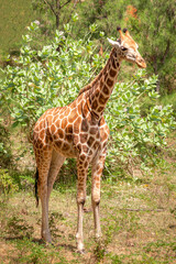 Young giraffe in the wild