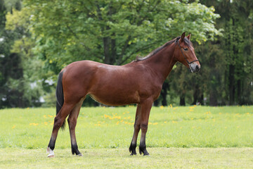 Naklejka na ściany i meble Chestnut horse with a long white mane stands on natural summer background, profile side view, exterior