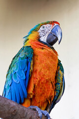 close up of a colorful macaw ara