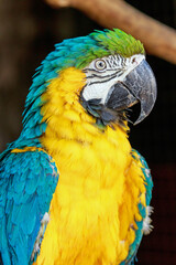 blue and yellow macaw ara