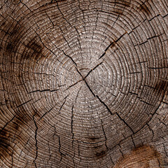 background of wood cut with rings