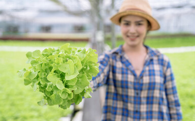 Asian woman farmer is harvesting vegetables from a hydroponics farm, Organic fresh vegetables, Focus on the vegetables in hand.