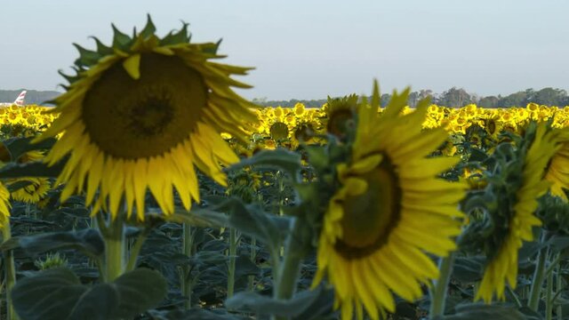 Chateauroux, France, Sunrise on SunFlowers Timelapse