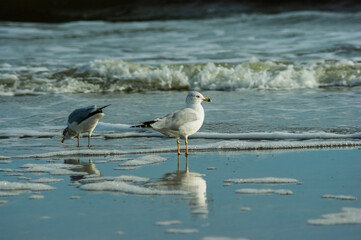 Ring-billed gull and Wilson's snipe