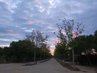 krajobraz wsch&oacute;d słońca drzewa natura park