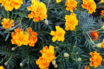 Orange romantic flower wallpaper on garden