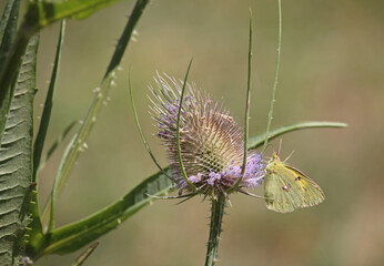 A specimen of clouded yellow (Colias croceus) perched on a inflorescence of the wild teasel (Dipsacus fullonum) in summer