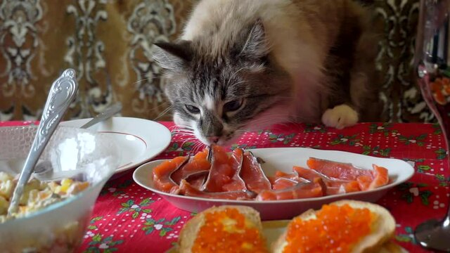 funny hungry adult fluffy cat steals food from the holiday table