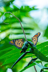 Two orange monarch butterflies perched together on green foliage in woods during migration