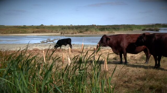 Cattle grazing on marshland near Faversham, Kent, UK