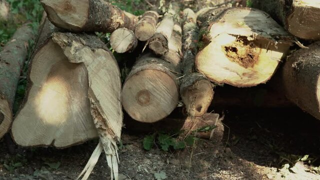 Trees cut from the forest - Koleczkowo, Poland - Mid shot