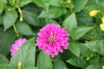 pink flowers, plant, summer, flora, beautiful, macro, petal, colorful, yellow, leaves, petals