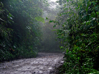 Wet Dirt Road in Jungle Forest in Mindo, Pichincha / Ecuador