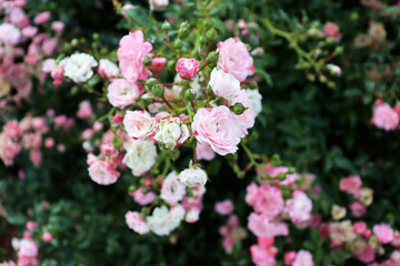 Fototapeta premium Romantic delicate flowers bush background