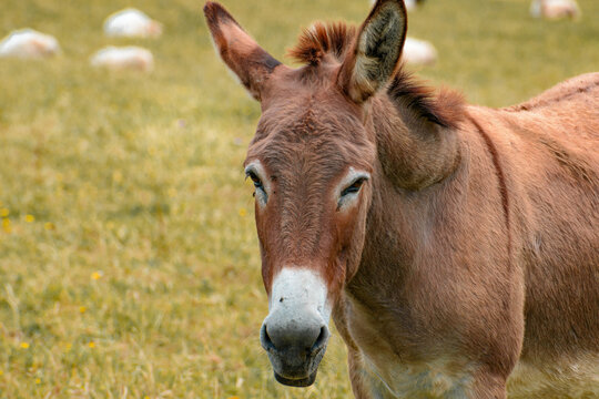 Close-up portrait of the head of a brown-orange donkey looking to the left of the photo, but looking straight into the camera. Orange-brown head with white snout.