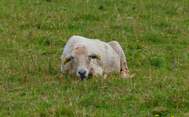 Close-up of a sheep tuked in the grass in front of the camera looking straight at the camera.