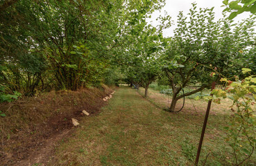 Natural passage in a rural garden with trees and a small go to the right and bushes and a small embankment to the left. Grass path at the bottom a small opening, natural door.