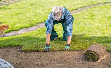 Man laying grass turf rolls for new garden lawn