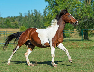 Obraz na płótnie Canvas skewbald horse running in the field